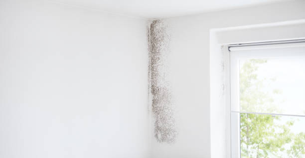Environmental Consulting for Mold Prevention in Three Rivers, MI