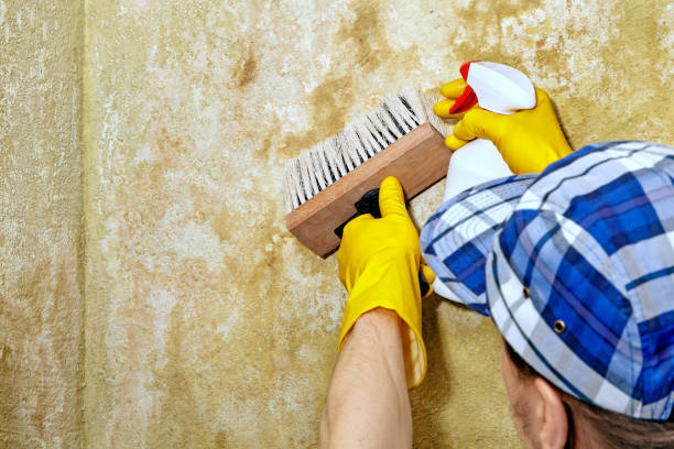 Best Basement Mold Removal  in Three Rivers, MI