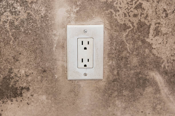  Three Rivers, MI Mold Removal Pros
